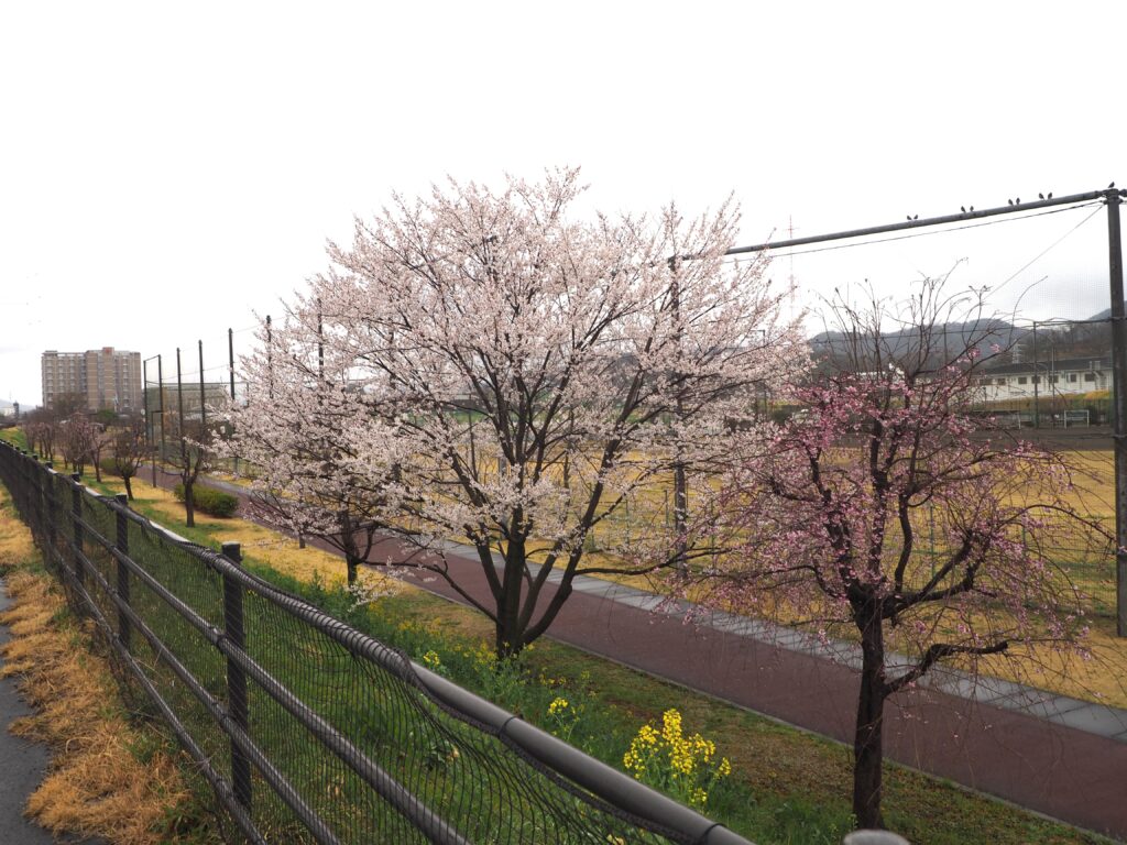 運動公園に咲くサクラの写真です。