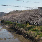 袋川（新山）沿いの桜　の写真です。