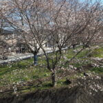 袋川（新山）沿いの桜　の写真です。