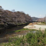 袋川（新山）沿いの桜　の写真です。