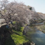 袋川（新山）沿いの桜　の写真です。