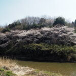 袋川（新山）沿いの桜　の写真です。