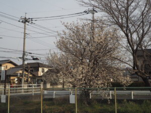 三栗谷用水：サクランボの花の写真です。