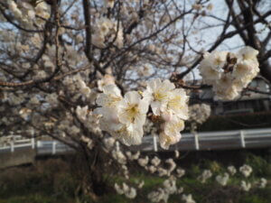 三栗谷用水：サクランボの花の写真です。