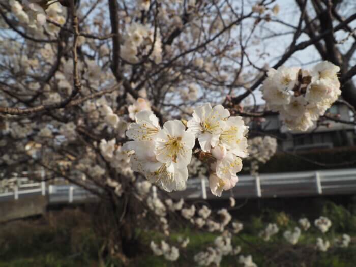 三栗谷用水：サクランボの花の写真です。