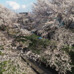 袋川：千歳地区の桜の写真です。