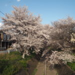 袋川：千歳地区の桜の写真です。