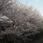 袋川：千歳地区の桜の写真です。