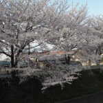 袋川：千歳地区の桜の写真です。