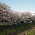 袋川：千歳地区の桜の写真です。