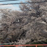袋川：千歳地区の桜の写真です。
