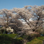袋川：千歳地区の桜の写真です。