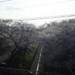 袋川：千歳地区の桜の写真です。