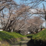 袋川（千歳）沿いの桜の写真です。