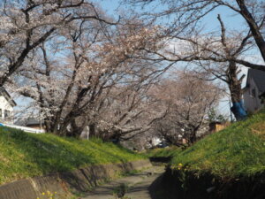 袋川（千歳）沿いの桜の写真です。