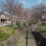 袋川（千歳）沿いの桜の写真です。