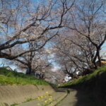 袋川（千歳）沿いの桜の写真です。