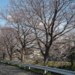 袋川（千歳）沿いの桜の写真です。