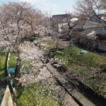 袋川（千歳）沿いの桜の写真です。