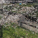 袋川（千歳）沿いの桜の写真です。