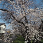 袋川（千歳）沿いの桜の写真です。