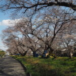 袋川（千歳）沿いの桜の写真です。