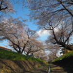 袋川（千歳）沿いの桜の写真です。