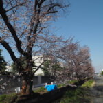 三栗谷用水沿いの桜の写真です。