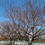 三栗谷用水沿いの桜の写真です。