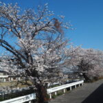 三栗谷用水の桜の写真です。