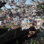三栗谷用水沿いの桜の写真です。