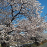 三栗谷用水の桜の写真です。