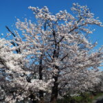 三栗谷用水の桜の写真です。