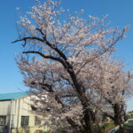 三栗谷用水の桜の写真です。