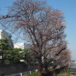 三栗谷用水沿いの桜の写真です。