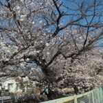 三栗谷用水の桜の写真です。