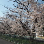 三栗谷用水の桜の写真です。