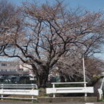 三栗谷用水沿いの桜の写真です。