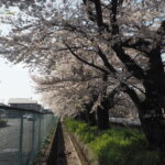 三栗谷用水の桜の写真です。