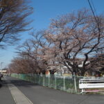 三栗谷用水沿いの桜の写真です。