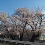 三栗谷用水の桜の写真です。