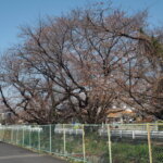 三栗谷用水沿いの桜の写真です。