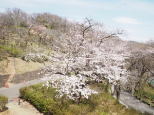 吊り橋のすぐ下にある桜の写真です。