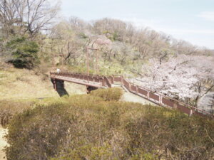 吊り橋周辺の桜の写真です。