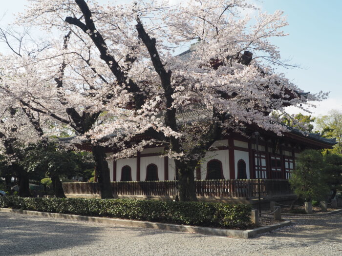 鑁阿寺：一切経堂の桜の写真です。