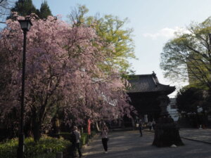 鑁阿寺参道の桜の写真です。