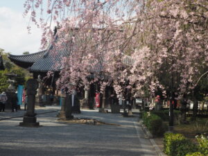 鑁阿寺参道の桜の写真です。