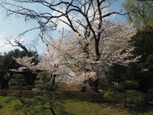 鑁阿寺の桜の写真です。