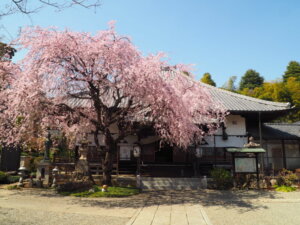 足利桜スポット：福嚴寺の桜の写真です。