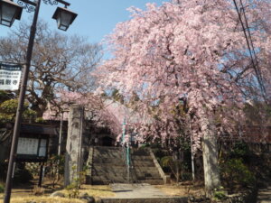 足利桜スポット：福嚴寺の桜の写真です。